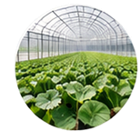 Smart Farmの栽培風景